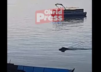 Дива свиња се капе во Охридското Езеро | ВИДЕО