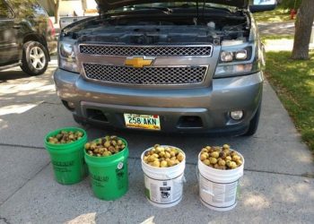 Труд вреден за Гинисова книга: Верверичка за само 4 дена сокрила 70 килограми ореви во автомобил