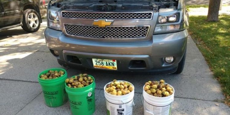 Труд вреден за Гинисова книга: Верверичка за само 4 дена сокрила 70 килограми ореви во автомобил