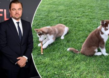 Дикаприо скокнал во замрзнато езеро да спаси две кученца