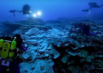 Редок џиновски корален гребен откриен на Тахити