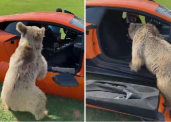 Домашното милениче му ја искрши вратата од ламборџинито на шеикот