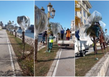 Палмите на Вардар ги „облекоа“ со ќеси за да не смрзнат