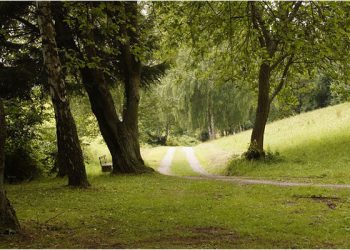 Природата во градот ја намалува осаменоста