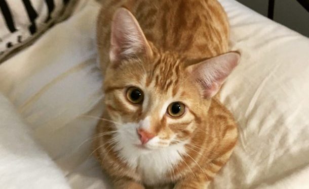 Санкциите против Русија ги засегнаа и мачките