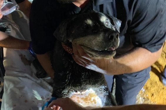 Браво! Спасувачи исекоа улица и работеа над 10 часа за да спасат глуво куче заглавено во цевка