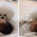 (ВИДЕО) „Не ми се верува дека ова е реално“: Кучето го чува и го гали бебето – Видеото воодушевило многумина