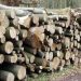 Огревното дрво поскапе зa 20 отсто, метар кубен даб сега е 3.564 денари