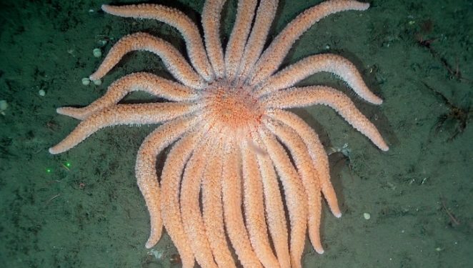 САД: Научници одгледуваат загрозен вид морски ѕвезди во лабораторија