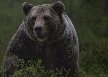 Оброк со месо од мечка во Јапонија чини приближно 1.000 денари