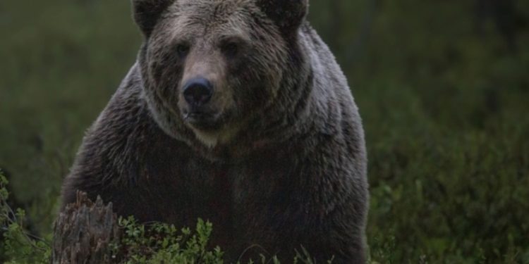Оброк со месо од мечка во Јапонија чини приближно 1.000 денари