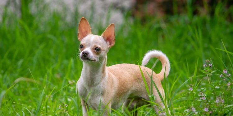 Три најверни раси на кучиња