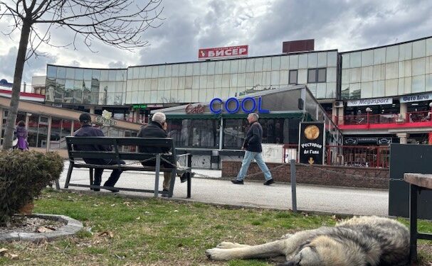 Од каде дојдоа огромните бездомни кучиња во Скопје?