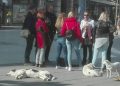 Зарем ќе се чека во Скопје да има 10.000 бездомни кучиња за да се реагира посоодветно?