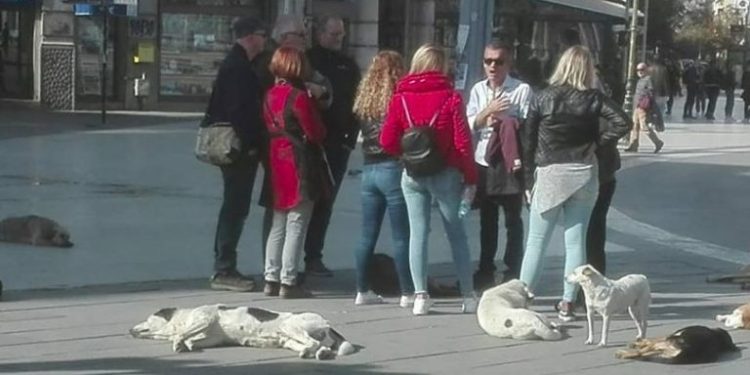 Зарем ќе се чека во Скопје да има 10.000 бездомни кучиња за да се реагира посоодветно?