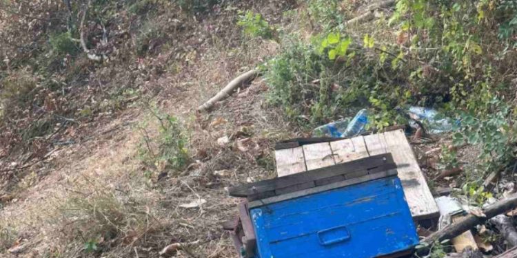 Мечка нападнала стадо овци во Гостиварско
