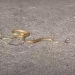 ЦУК со совети како да избегнете каснување од змија