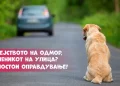 Семејството на одмор, миленикот на улица? Не постои оправдување!