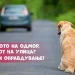 Семејството на одмор, миленикот на улица? Не постои оправдување!