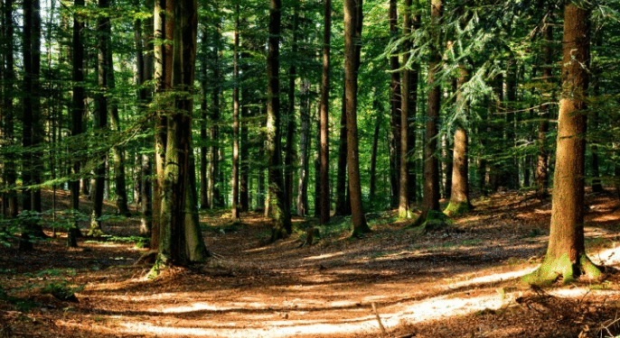 Забраната за движење во шуми продолжена до крајот на август