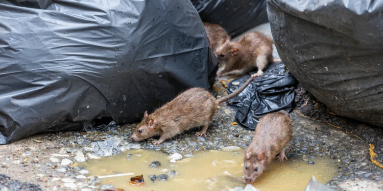(Видео) Да се решат глувците, но и да се сокријат лицата поради кои тие се појавија по скопските улици