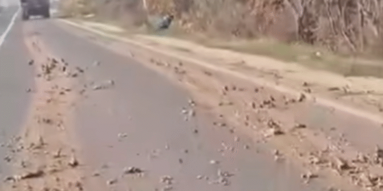 (Видео) Ќе го исчисти коловозот и ќе плати казна – пронајден возачот од чиј камион паѓаа камења на патот Куманово – Крива Паланка