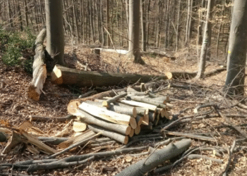 Многу конференции дека треба да има пошумувања, а малку се сади