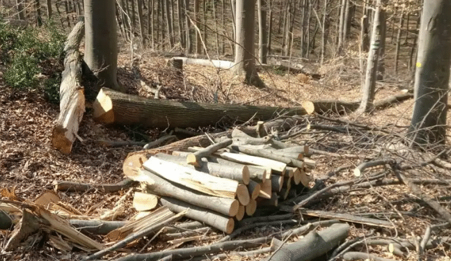 Многу конференции дека треба да има пошумувања, а малку се сади