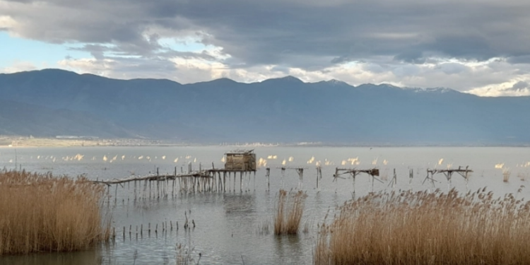 Само 10 гнездечки парови на големиот воден бик регистрирани во земјава