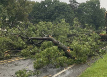 Три возила оштетени по пад на стебло на „Вера Јосиќ“