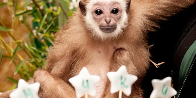 Срамна сцена во Скопје: Посетители краделе подароци од мајмунот Мики