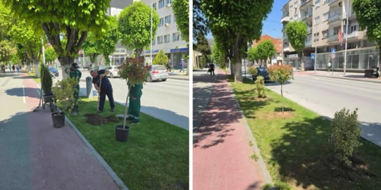 Во општина Прилеп се реализираат активностите за разубавување и унапредување на урбаното зеленило